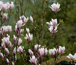 Magnolia, Kwitnąca