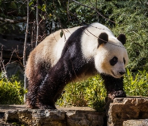 Panda, Zarośla