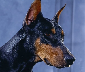Doberman, Pysk