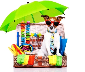 Parasolka, Walizka, Jack Russell terrier, Śmieszne, Wakacje, Pies, Okulary