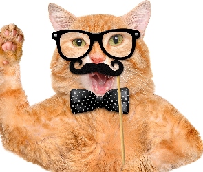 Śmieszne, Muszka, Okulary, Wąsy, Kot