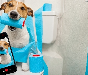 Pies, Selfie, Papier toaletowy, Telefon, Jack russell terrier