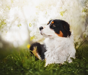 Kwiaty, Australian shepherd, Leżący, Owczarek Australijski