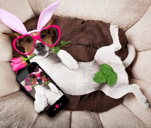 Pies, Śmieszny, Selfie, Okulary, Róża, Telefon, Jack russell terrier