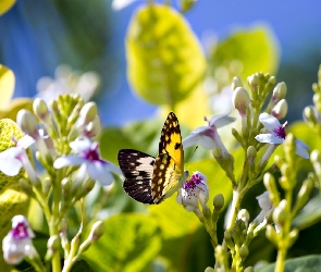 Światło, Liście, Motyl, Kwiaty