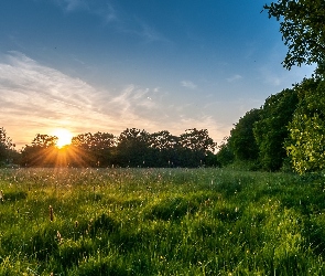 Trawy, Drzewa, Łąka, Zachód słońca