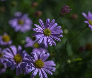 Fioletowe, Astry, Kwiaty