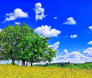 Pole, Chmury, Niebo, Drzewa