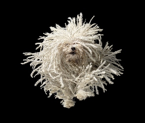 Pies, Dredy, Puli