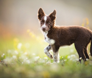 Szczeniak, Kwiaty, Łąka, Border collie