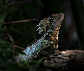 Kątogłówka wielka, Rośliny, Gałąź, Agama, Jaszczurka