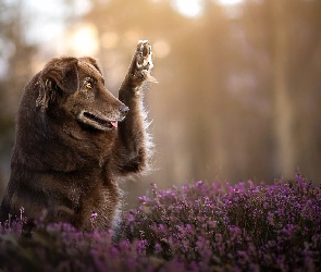 Wrzos, Australian shepherd, Owczarek australijski, Brązowy, Pies