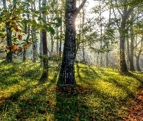 Ścieżka, Przebijające światło, Las, Drzewa