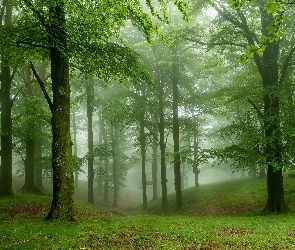 Zielony, Mgła, Drzewa, Las