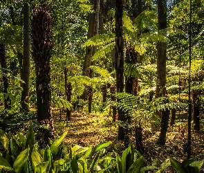 Park, Royal Botanic Gardens, Australia, Melbourne