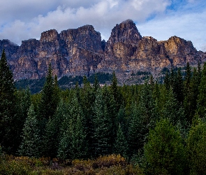 Drzewa, Las, Park Narodowy Banff, Kanada, Góry, Góra Castle Mountain
