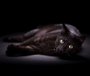Czarny, Kot, Leżący