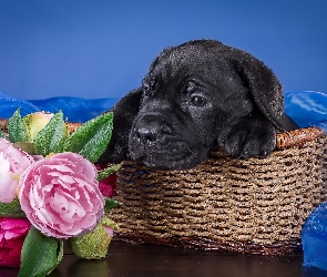 Piwonie, Koszyk, Czarny, Cane Corso