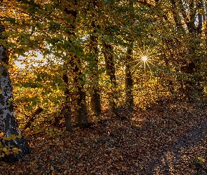 Drzewa, Brzozy, Jesień, Promienie słońca, Ścieżka, Liście
