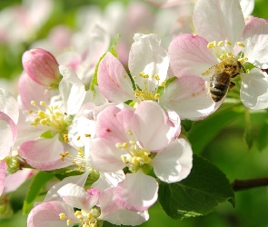 Drzewo owocowe, Wiosna, Pszczoła, Jabłoń