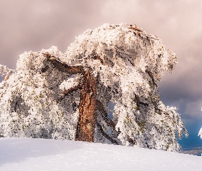 Drzewo, Ośnieżone, Zima, Śnieg