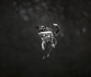 Pies, Frisbee, Skok, Border collie