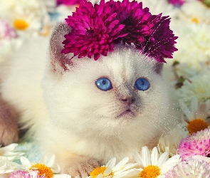 Kwiaty, Oczy, Ragdoll, Niebieskie, Kot