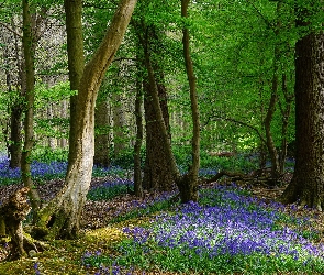 Knebworth, Anglia, Dzwonki, Las, Drzewa, Kwiaty, Wiosna