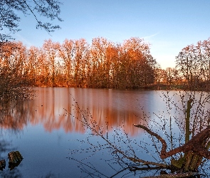 Rzeka, Drzewa, Brązowe