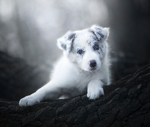 Szczeniak, Border collie, Tło, Kora, Rozmyte, Drzewo