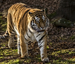 Tygrys, Polana