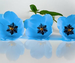 Trzy, Odbicie, Tulipany, Niebieskie