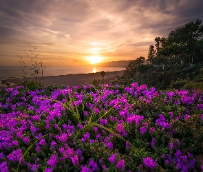 Stan Kalifornia, Stany Zjednoczone, Kwiaty, Zachód słońca, Ocean Spokojny, Wybrzeże, Malibu