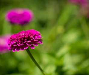 Ciemnoróżowa, Dalia, Kwiat