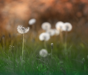 Dmuchawce, Rośliny, Mniszek Pospolity