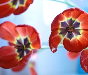 Kwiaty, Tulipany, Rozwinięte, Czerwone