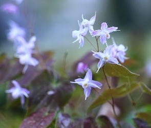 Epimedium, Kwiaty