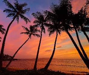 Hawaje, Palmy, Zachód słońca, Morze