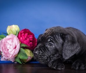 Szczeniak, Piwonie, Cane corso