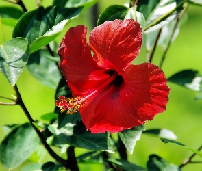 Hibiskus, Listki, Kwiat, Czerwony