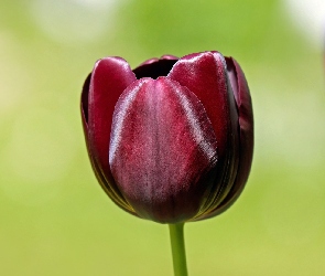 Tulipan, Burgundowy