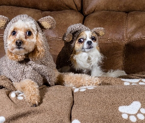 Sofa, Ubranka, Pudel, Chihuahua