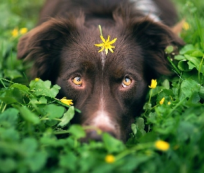 Owczarek australijski, Pies, Kwiatek, Oczy, Rośliny, Żółty, Mordka