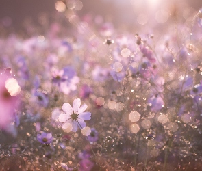 Rozmycie, Bokeh, Łąka, Kosmea