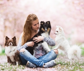 Chihuahua długowłosa, Owczarek szetlandzki, Kobieta, Psy