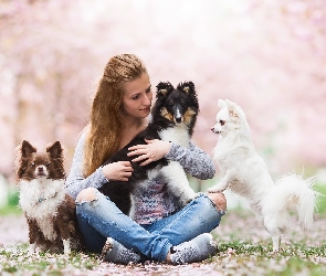 Kobieta, Chihuahua długowłosa, Owczarek szetlandzki, Psy