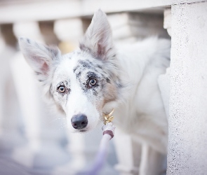 Pies, Balustrada, Mordka, Border collie