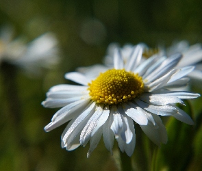 Stokrotka, Kwiat, Biały, Polna