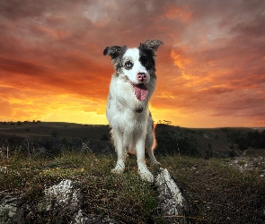 Pies, Trawa, Zachód słońca, Wzgórze, Border Collie