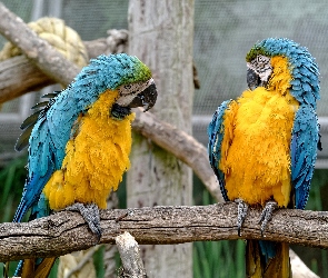 Ary, Papugi, Dwie, Niebiesko-żółte